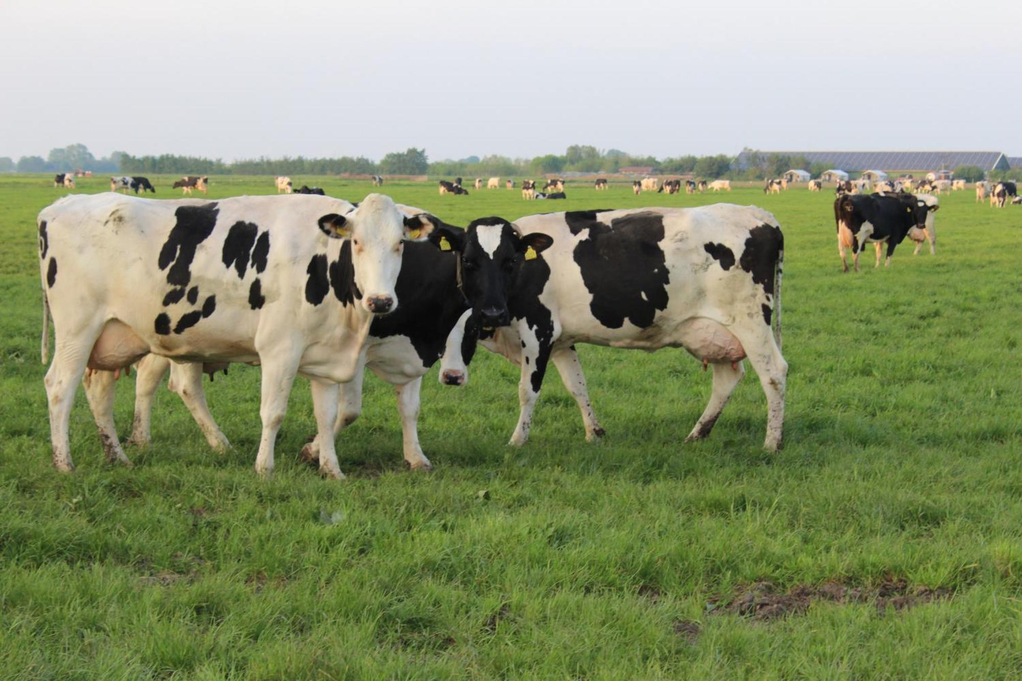 Boerderij Camping Nixhoeve Genderen 外观 照片